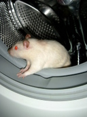 1200x1600 - 736,0 Ko